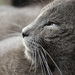 20120215102025_felin 20120215102025_felin