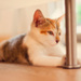 20120215123343_corsiclement_sauvagement_zen 20120215123343_corsiclement_sauvagement_zen