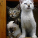 20120215232211_1_letrio 20120215232211_1_letrio