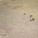 20120214204708_animal_pierre_alivon 20120214204708_animal_pierre_alivon