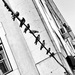 20120214205743_lx5_birds_on_a_wire_1020074 20120214205743_lx5_birds_on_a_wire_1020074