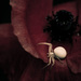 20120214221504_opium_carre_2 20120214221504_opium_carre_2