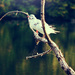20120214223112_mouettes 20120214223112_mouettes