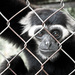 20120214225729_competence_photos_animaux_manoel 20120214225729_competence_photos_animaux_manoel
