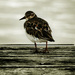 20120214230311_competence_photo__2_ 20120214230311_competence_photo__2_