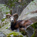 20120215081643_mouflon_bavella