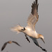 20120215093217_un_fou_de_plus 20120215093217_un_fou_de_plus