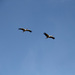 20120215094921_cegonha2 20120215094921_cegonha2