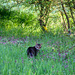 20120215100357_chat_souvage 20120215100357_chat_souvage