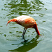20120215102648_flamand_en_apnee 20120215102648_flamand_en_apnee
