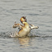 20120215101031_ebrouement_mouvemente___grebe_huppe