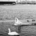 20120215103253_cygne_urbain_1 20120215103253_cygne_urbain_1