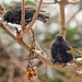 20120215104739_img_3355_modifier_filtered 20120215104739_img_3355_modifier_filtered