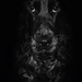 20120215111120_jean_jacques_kelner_3_tipule 20120215111120_jean_jacques_kelner_3_tipule