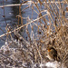 20120215132615_vivement_le_printemps 20120215132615_vivement_le_printemps