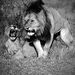 20120215165315_king 20120215165315_king