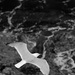 20120215172227_gxcompetence 20120215172227_gxcompetence