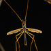 20120215165655_la_tipule 20120215165655_la_tipule