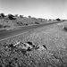 20120215174811_image_animal_s_borda 20120215174811_image_animal_s_borda