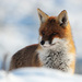 20120215180709_lady_fox_walterbarthelemi 20120215180709_lady_fox_walterbarthelemi