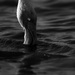 20120215183541_lumieredenarcisse 20120215183541_lumieredenarcisse