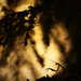 20120215185300__mg_0393 20120215185300__mg_0393