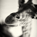 20120215191013_girafe_2969