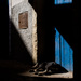 20120215193058_chien_a_essaouira_square__1_sur_1_ 20120215193058_chien_a_essaouira_square__1_sur_1_