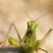 20120215202306_mante_religieuse 20120215202306_mante_religieuse