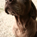 20120215203448_a_trois_pattes 20120215203448_a_trois_pattes