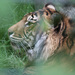20120215224622_le_tigre 20120215224622_le_tigre