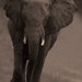 20120215230139_elephant_noir_et_blanc