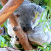 20120215230546_koala 20120215230546_koala