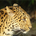 20120215232358_stephane_competence_photo 20120215232358_stephane_competence_photo