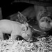 20120215233105_camille_pouvelle__first_day_on_earth 20120215233105_camille_pouvelle__first_day_on_earth