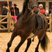 20120215234016_acte_1_animal 20120215234016_acte_1_animal