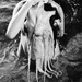 hormoz_apparition hormoz_apparition
