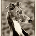 20120214195901_charlie___bresil2012_nathalie_seroux_ 20120214195901_charlie___bresil2012_nathalie_seroux_