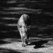 20120214202848_black_goat 20120214202848_black_goat