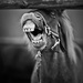 20120215102655__dsc0818 20120215102655__dsc0818