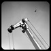 20120216002104_modernite___parade_de_grues_cendrees 20120216002104_modernite___parade_de_grues_cendrees