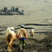 20120307190723_les_mules_volcan_bromo__java_copie 20120307190723_les_mules_volcan_bromo__java_copie