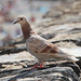 20120308114041_pigeon