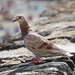 20120308114041_pigeon 20120308114041_pigeon