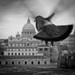 20120314145201_simon_daval_rome_vatican_pigeon_voyageur