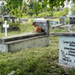 20120403141016_la_chevre_et_la_tombe__cimetiere_sri_lankais_ 20120403141016_la_chevre_et_la_tombe__cimetiere_sri_lankais_