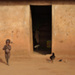 20120409222727_african_chicks 20120409222727_african_chicks