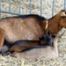 20120523185507_chevre_et_ses_petits 20120523185507_chevre_et_ses_petits