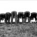 20120611164640_les_fesses 20120611164640_les_fesses