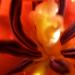 20120713173124_2011_intimite_d_une_tulipe_22 20120713173124_2011_intimite_d_une_tulipe_22